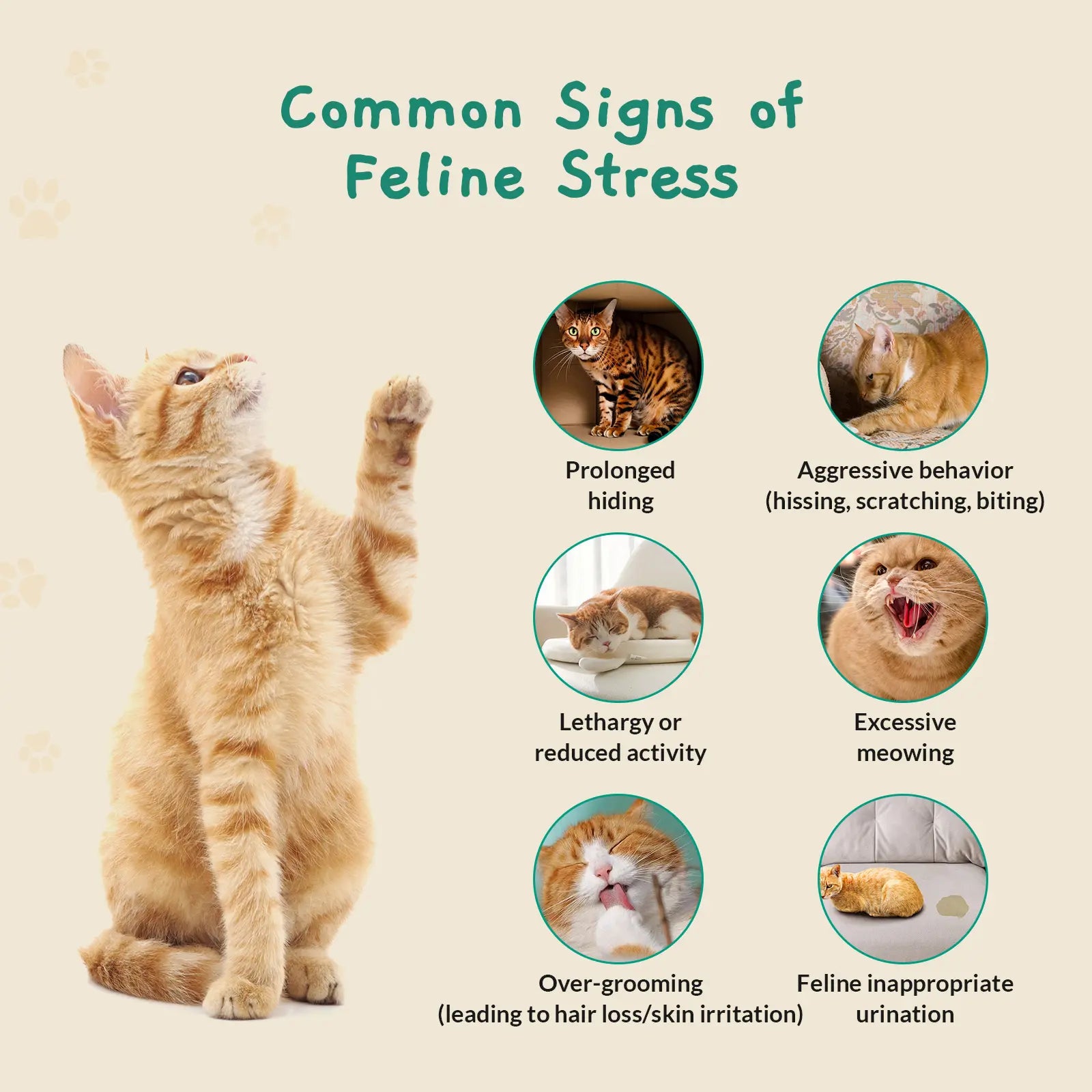 PAWITH Cat Calming Patches (7 Count) – Long-Lasting Calming Support for Cats, Up to 48 Hours Per Patch, Ideal for Travel, Vet Visits, Car Rides & Multi-Cat Households